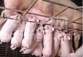 母猪产后泌乳障碍综合症常发生在什么时间？如何预防及治疗？