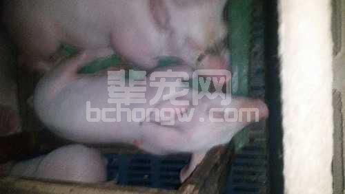 猪群每年都有咳喘病发生，用药控制了，可是怎么从根本上预防呢？