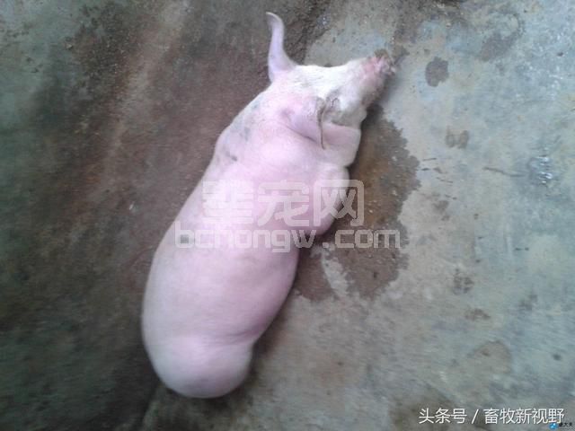 猪体温升高都是这些疾病的发病症状，你知道几个？