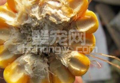 猪场大量使用脱霉剂，真的就能够将霉菌毒素控制住