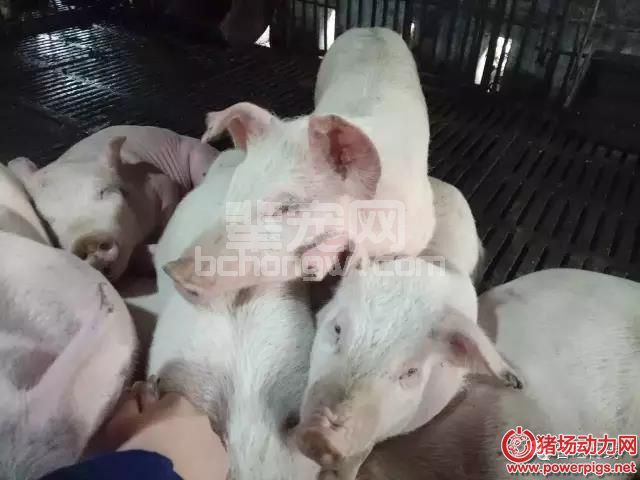 回肠炎：拉稀，个别血痢，体温40.5℃，陆续死亡……