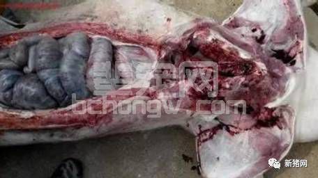 如何防控母猪猝死症的发生？攻略在这呢！