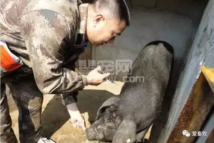 猪病了，打针却死亡的更多 ，是什么原因？