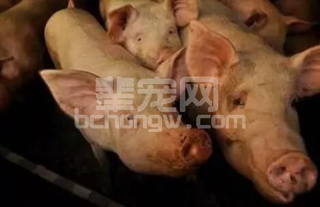 猪流感防治小妙招，大圈养猪倍轻松！