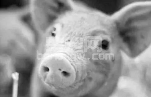老兽医简单几招教你防治猪咳喘！！！