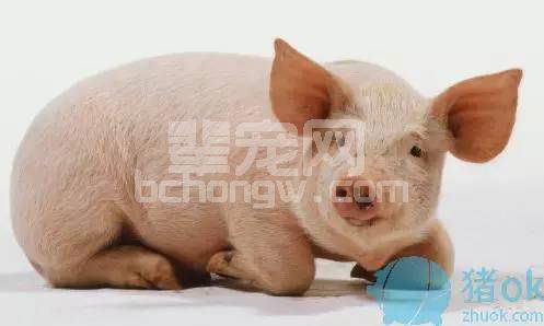 猪一片一片的掉毛，都是缺“锌”闹的！