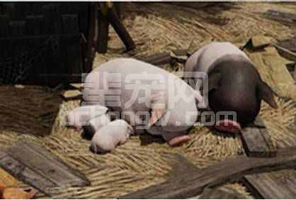 【养猪人必看】从死猪身上总结出来的几点经验！