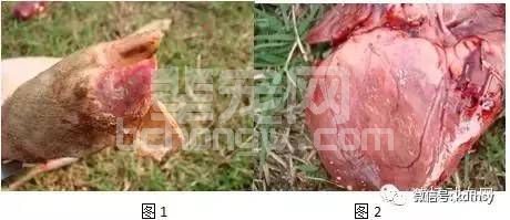 反思！口蹄疫没防住，别总拿疫苗无效来说事！