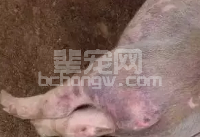 断奶保育猪败血性链球菌病发病及诊治过程