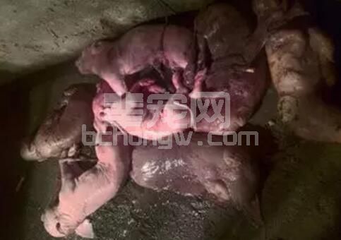 初生仔猪头三天护理非常关键，做好这三天将救活很多仔猪