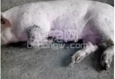 猪蹄肢病有点像人的牙疼 一旦发生要命啊！从七大方面综合分析发病原因