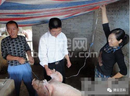 网友经历 | 为什么有的猪“打针就死了”？