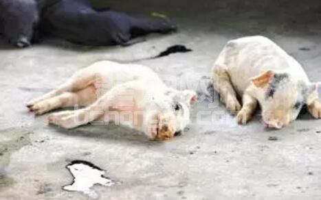 中小型养猪场猪瘟猪肺疫气喘各种传染病，要根治！