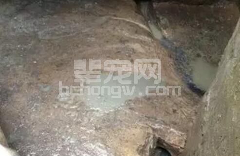 中大猪顽固性腹泻原因你知道吗？