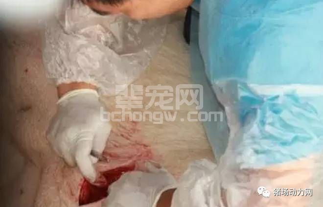 一文告诉你：母猪剖腹产具体操作步骤