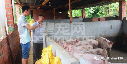 季节性转变猪只急性死亡原因分析与防治措施！