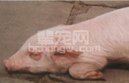 猪场躲不掉的胃肠水肿病，那你就赶紧看完这篇文章！