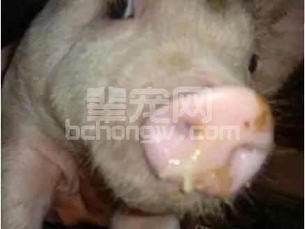 冬季猪场高热流感频发？看这里！