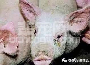 母猪发病前传递的信号，你看见没？