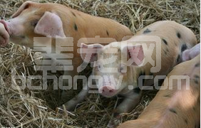 猪全群爆发性水样腹泻 怎么办？