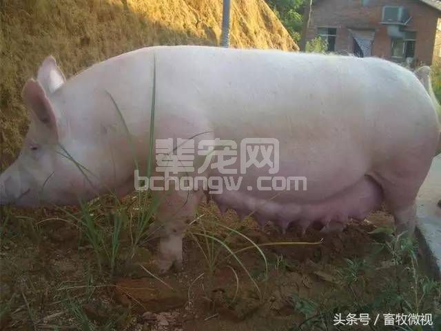 影响母猪八大问题之一：便秘