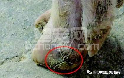 种猪肢蹄病的分析与防治