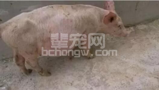 猪消化不良症状的治疗办法，小猪消化不良消化障碍......