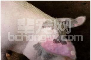 蓝耳疫苗不要轻易更换......如何选择适合自己场的蓝耳疫苗呢？