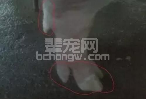 解析五号病：你是正确选择疫苗吗？学习这位经验兽医怎么做......