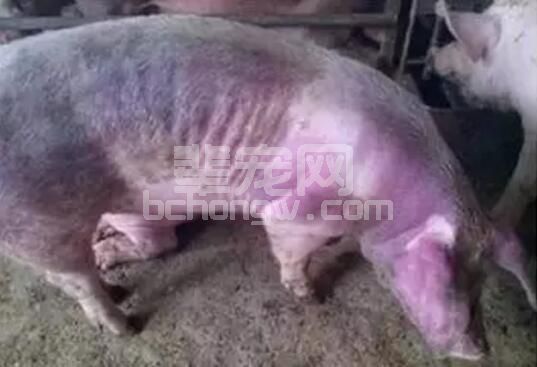 备受争议却又不能改变防控现状的“猪蓝耳病”的三种临床免疫选择