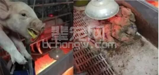 哎，没想到又拉稀了！猪流行性腹泻的传播途径及防控策略