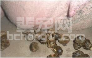 猪只有病防病先通便，细述引起母猪便秘的原因有哪些？