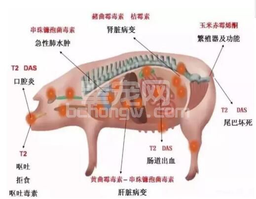 霉菌毒素到底有多毒？这张图很直观地告诉你！