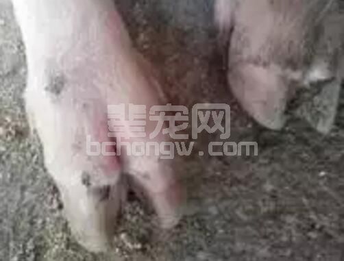 寒冷季节中小猪场这个病特别多，“腐蹄病”的经典诊治措施
