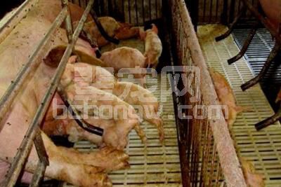 产房仔猪腹泻不一定是病毒性，对照这6点靠谱