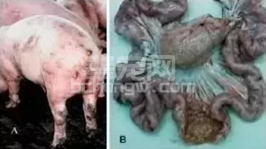 一份圆环阳性场的检测数据分享：保育呼吸道，母猪流产...