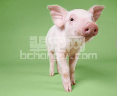 一看温度就知道猪得了什么病!这篇文章太好了
