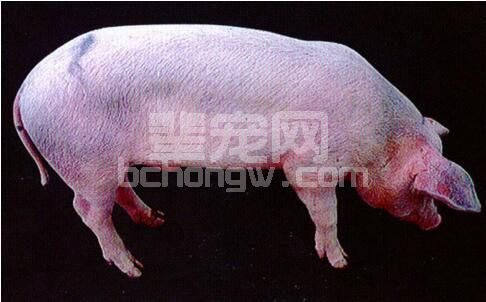 涨知识！规模养猪场猪蓝耳病的诊断与治疗案例