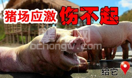 猪场养猪最怕应激，针对猪应激综合征该怎么解决