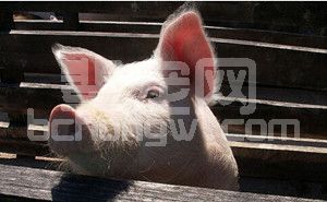 猪发烧容易引发这3种猪病，来看一下吧……