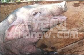 史上最全面地猪喘气病诊治及治疗方案，必收藏...