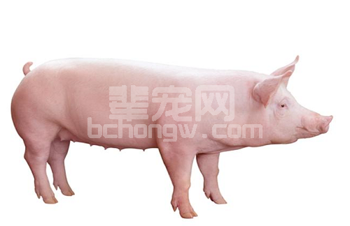 猪链球菌病来势凶猛，养殖户可要当心了！