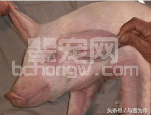 冬季生猪常见病，你做好防控措施了吗