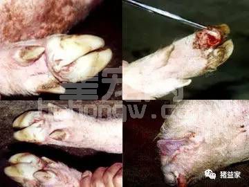 生猪口蹄疫防治误区，你犯了几条？