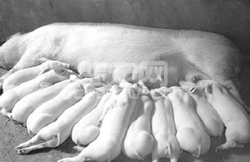 拯救猪场里的母猪，减少乳房炎很重要！