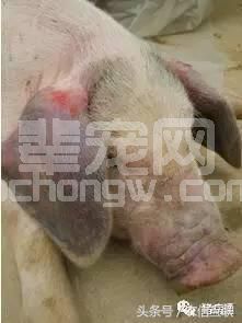 这种病对猪场危害很大，治疗效果不好，只有预防！