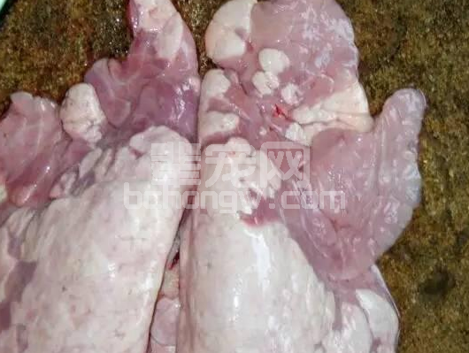 猪莫名其妙消瘦、喘气，怎么都治不好？当心是你用错了药！