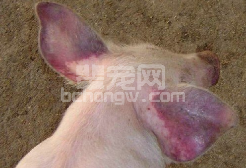 猪蓝耳病历史背景及有哪些类型？