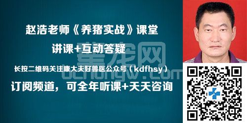 为什么猪会反复发热？