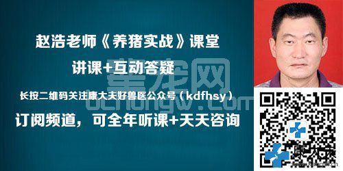 猪为什么会发烧？应该怎么退烧？